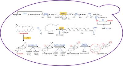 Metabolic Engineering for Glycyrrhetinic Acid Production in Saccharomyces cerevisiae